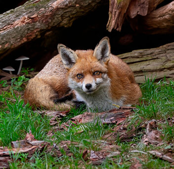 In the woods - Free image #502683